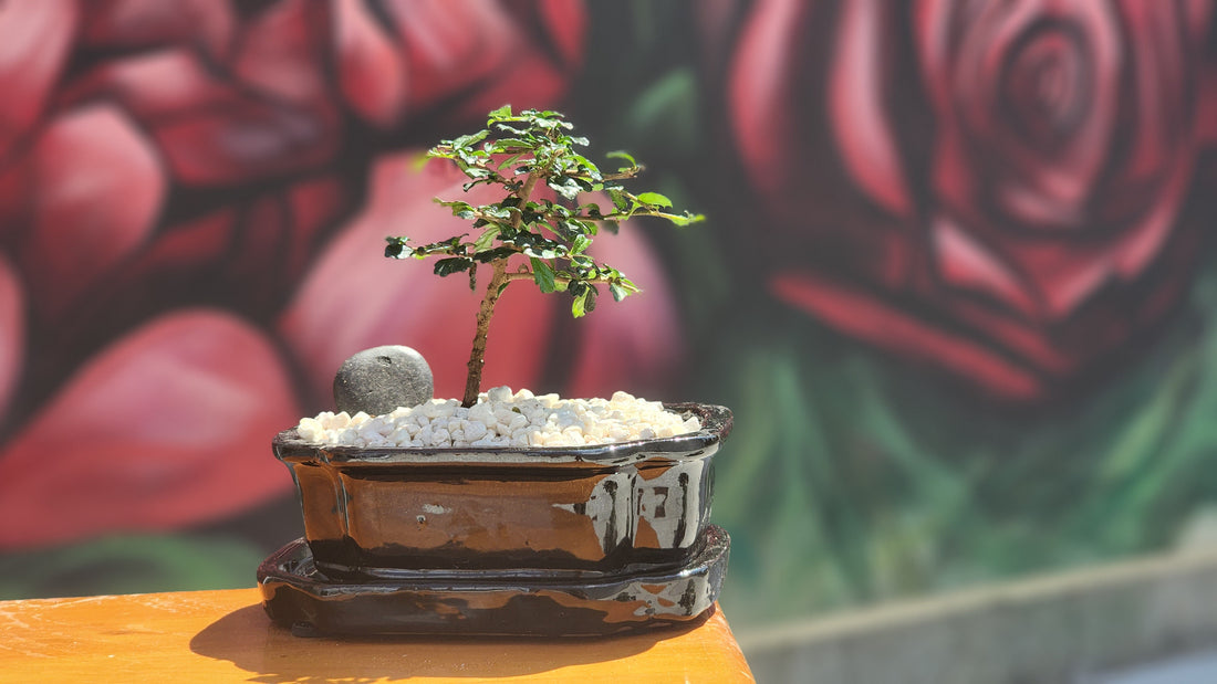 Fukien Tea