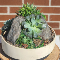 Elegant Mountain of Succulents