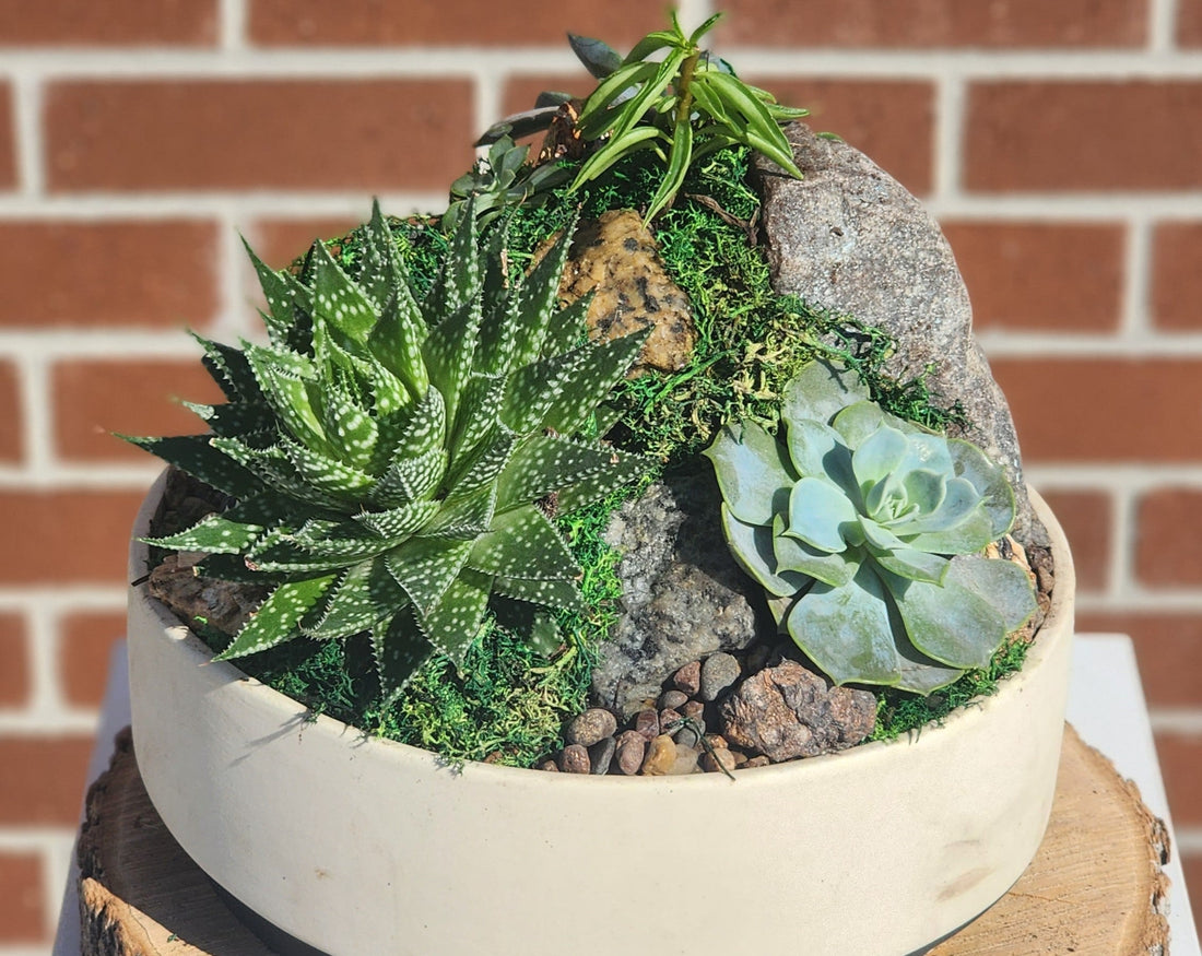 Elegant Mountain of Succulents