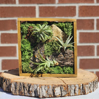 Air Plant Frame