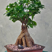 Gorgeous Ginseng