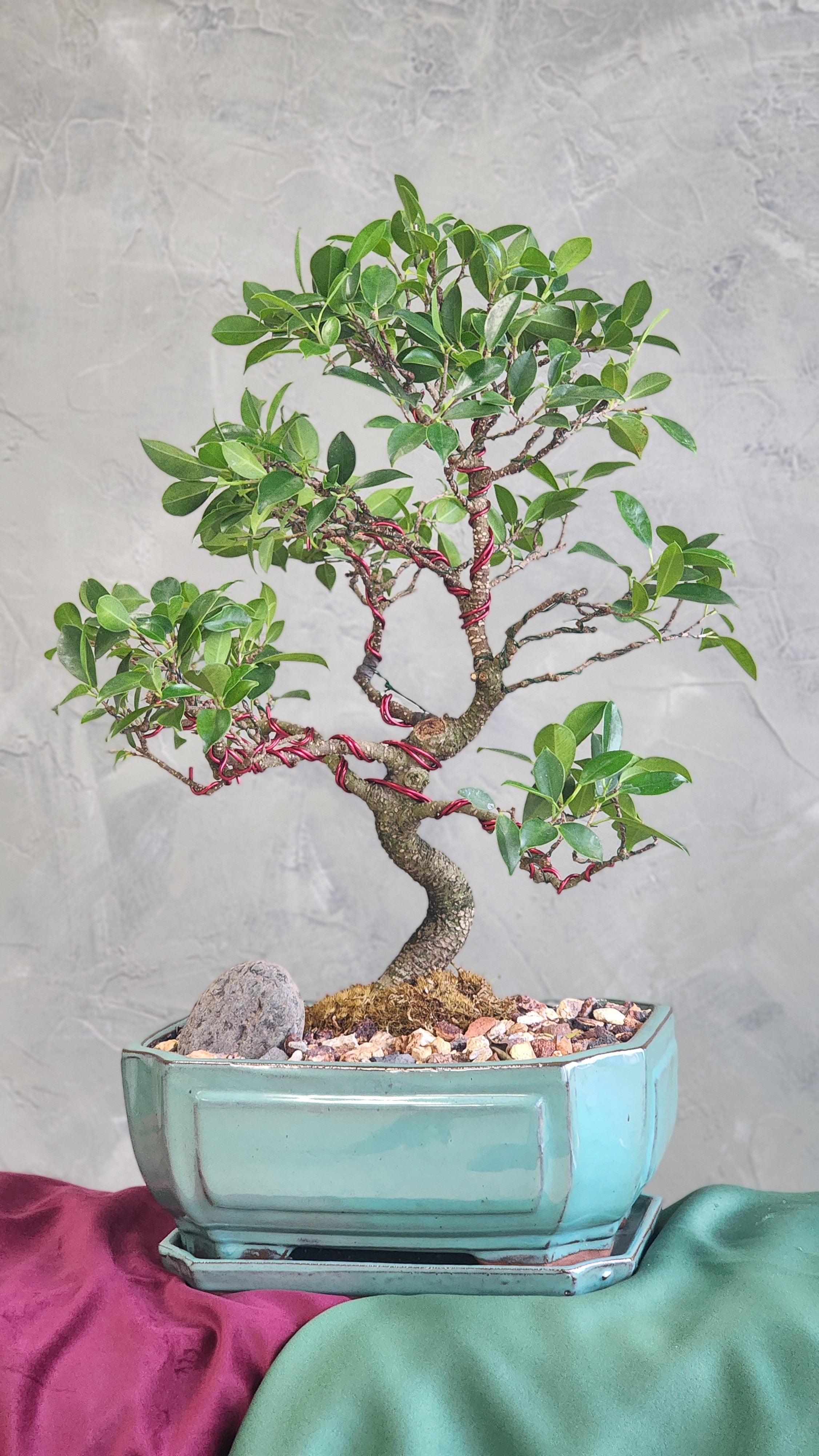 Strong Tigerbark – Bonsai Ottawa