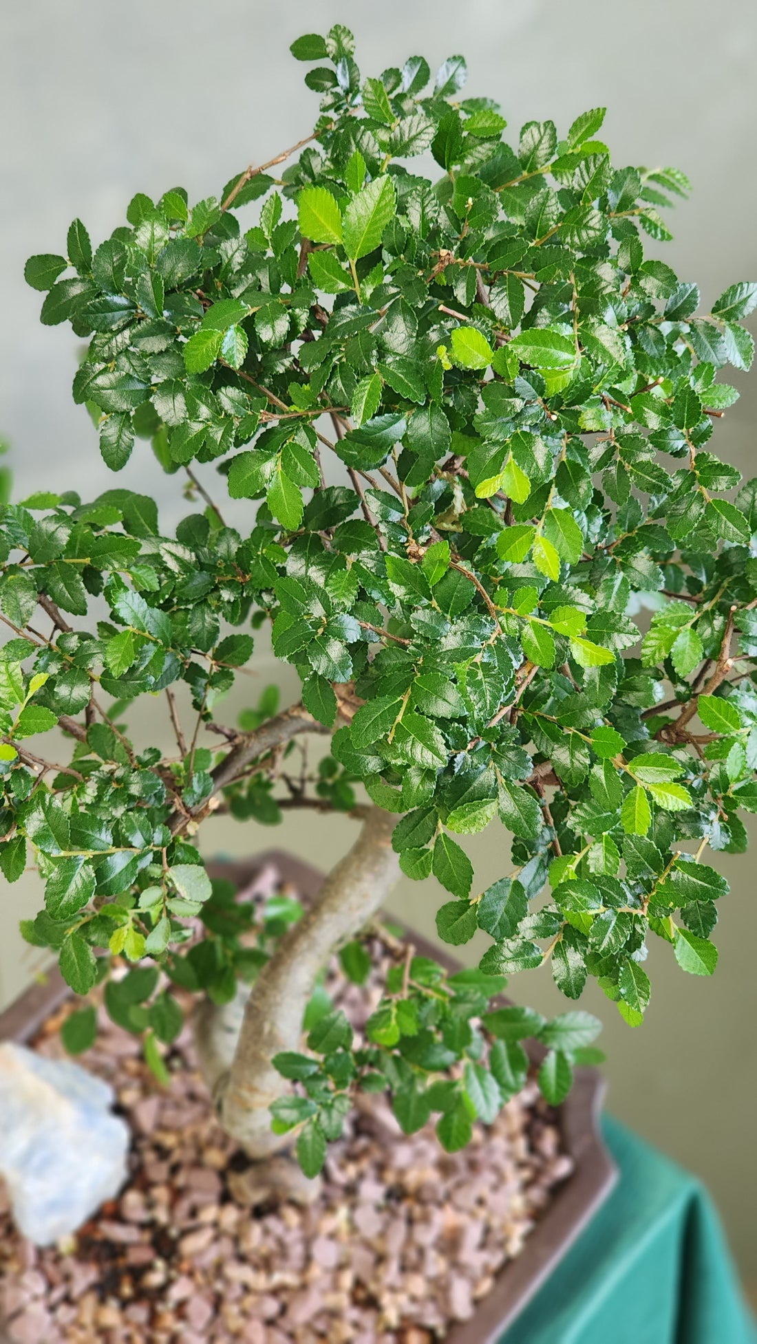 Bonsai, Potted Bonsai, Chinese Elm, Chinese Elm Bonsai, Potted Elm, Styled Chinese Elm, Elm, Glazed Pot, Chinese Elm Tree, Tree, Potted Bonsai