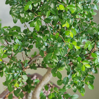 Bonsai, Potted Bonsai, Chinese Elm, Chinese Elm Bonsai, Potted Elm, Styled Chinese Elm, Elm, Glazed Pot, Chinese Elm Tree, Tree, Potted Bonsai