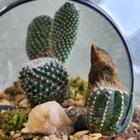 Large Terrarium - Steps Through the Desert