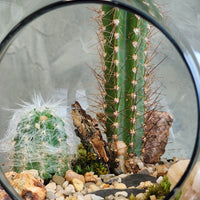 Large Terrarium - Steps Through the Desert