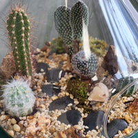 Large Terrarium - Steps Through the Desert