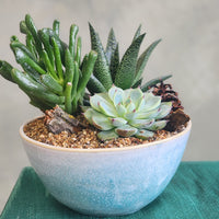 Three succulents in fancy pot