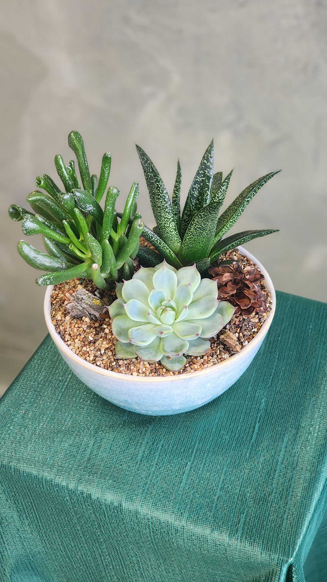 Three succulents in fancy pot