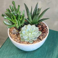 Three succulents in fancy pot