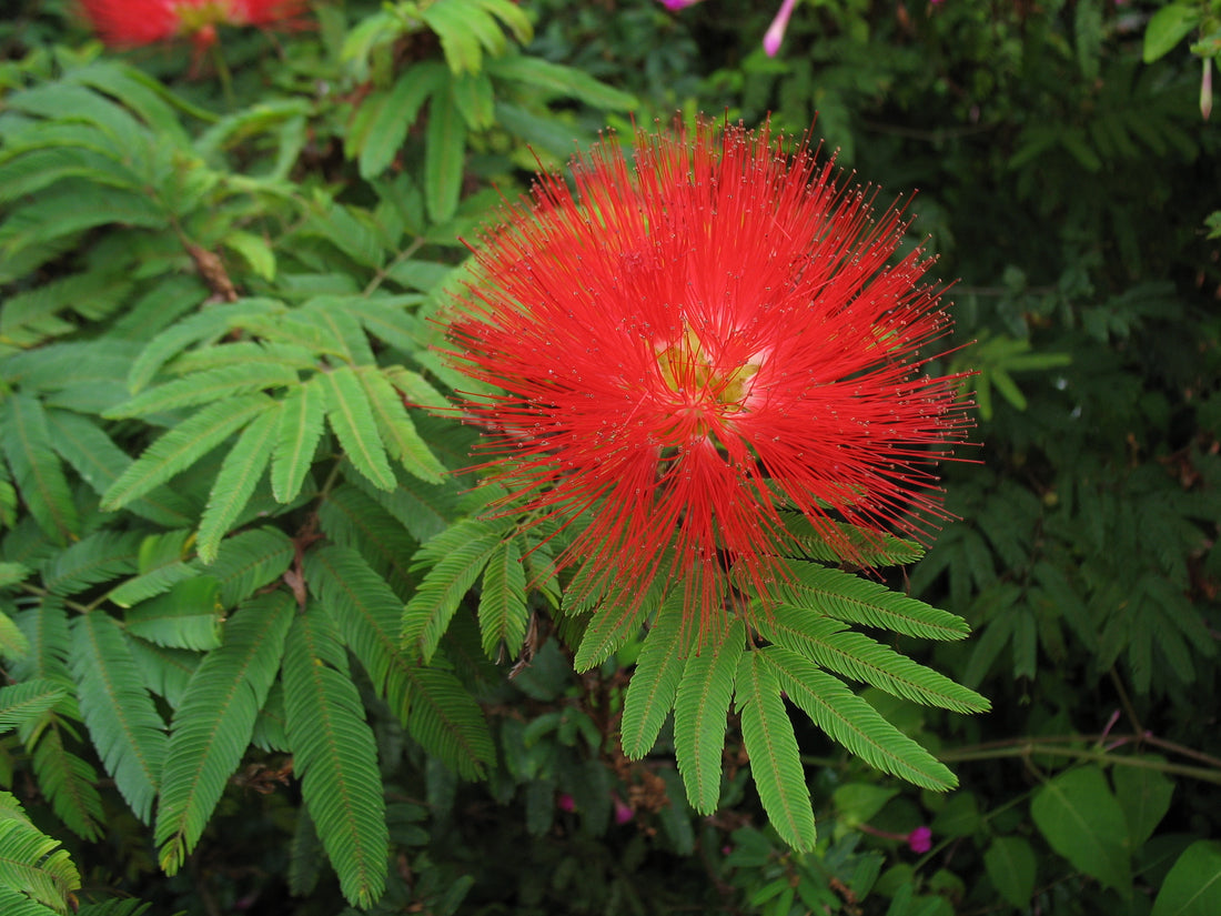 Calliandra Tweediei