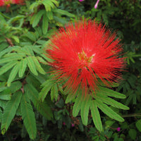 Calliandra Tweediei