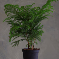 Norfolk Pine houseplant with soft feathery branches in a black plastic pot, displayed on a round light-colored stool against a neutral background.