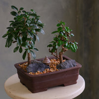 Mini Zen Grove bonsai arrangement with two Fukien Tea trees, dark rocks, warm pebbles, and a small hut in a brown rectangular pot on a pedestal.