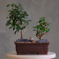 Mini Zen Grove bonsai arrangement with two Fukien Tea trees, dark rocks, warm pebbles, and a small hut in a brown rectangular pot on a pedestal.