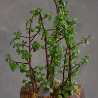 Jade Canopy