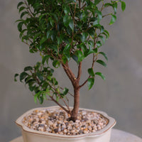 Ficus bonsai tree with a full green canopy in a cream ceramic pot topped with pebbles, displayed on a light round table against a soft neutral background.
