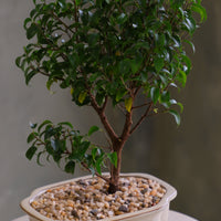 Ficus bonsai tree with a full green canopy in a cream ceramic pot topped with pebbles, displayed on a light round table against a soft neutral background.