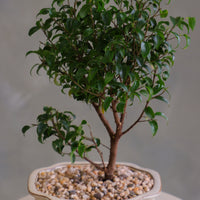 Ficus bonsai tree with a full green canopy in a cream ceramic pot topped with pebbles, displayed on a light round table against a soft neutral background.