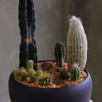 Round matte charcoal pot filled with a modern cactus arrangement, featuring one tall dark column cactus, a tall fuzzy cactus, and several smaller cacti set in decorative pebbles.