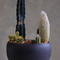 Round matte charcoal pot filled with a modern cactus arrangement, featuring one tall dark column cactus, a tall fuzzy cactus, and several smaller cacti set in decorative pebbles.