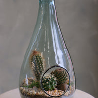 Teardrop glass terrarium with front opening, layered sand, pebbles, and several small cacti arranged as a miniature desert garden.