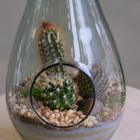 Teardrop glass terrarium with front opening, layered sand, pebbles, and several small cacti arranged as a miniature desert garden.