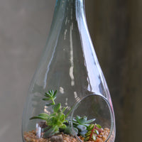 Teardrop glass terrarium with front opening, layered sand, pebbles, and several small cacti arranged as a miniature desert garden.