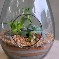 Teardrop glass terrarium with front opening, layered sand, pebbles, and several small cacti arranged as a miniature desert garden.