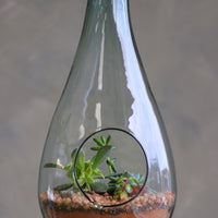 Teardrop glass terrarium with front opening, layered sand, pebbles, and several small cacti arranged as a miniature desert garden.
