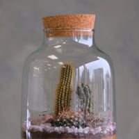 Tall glass jar cactus terrarium with cork lid, layered sand, pebbles, rocks, and mixed cacti styled as a vertical desert garden.