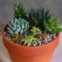 Round terracotta pot filled with a variety of mixed succulents, decorative pebbles, and moss, arranged as a small succulent garden on a light-colored surface.