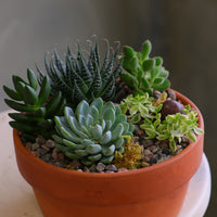 Round terracotta pot filled with a variety of mixed succulents, decorative pebbles, and moss, arranged as a small succulent garden on a light-colored surface.