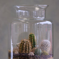Tall clear glass terrarium filled with assorted small cacti, layered decorative sand, rocks, and pebbles, styled as a miniature desert landscape.
