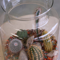 Tall clear glass terrarium filled with assorted small cacti, layered decorative sand, rocks, and pebbles, styled as a miniature desert landscape.