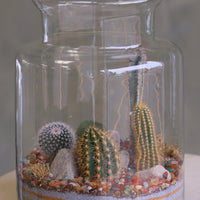 Tall clear glass terrarium filled with assorted small cacti, layered decorative sand, rocks, and pebbles, styled as a miniature desert landscape.