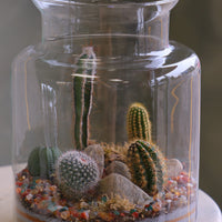 Tall clear glass terrarium filled with assorted small cacti, layered decorative sand, rocks, and pebbles, styled as a miniature desert landscape.