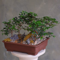 Jaboticaba bonsai forest in a brown rectangular pot with several small trees, dark rocks, moss, and a pebble path, displayed on a white pedestal against a neutral background.