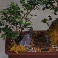 Jaboticaba bonsai forest in a brown rectangular pot with several small trees, dark rocks, moss, and a pebble path, displayed on a white pedestal against a neutral background.