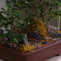Jaboticaba bonsai forest in a brown rectangular pot with several small trees, dark rocks, moss, and a pebble path, displayed on a white pedestal against a neutral background.