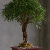 Willow Leaf Ficus bonsai with multiple intertwined trunks and a dense rounded canopy of narrow green leaves, in a brown rectangular pot with moss and pebbles on a pedestal.