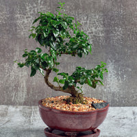 Fukien Tea
