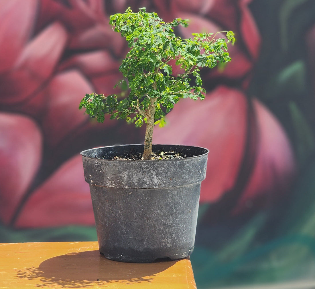 Brazilian Rain Tree, Bonsai Tree, Bonsai, Potted Bonsai, Potted Brazilian Rain Tree, Rain Tree, Raintree, Brazilian Rain Tree, Brazilian Raintree, Styled Bonsai