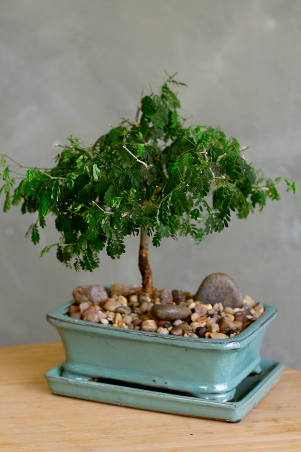 Brazilian Rain Tree, Bonsai Tree, Bonsai, Potted Bonsai, Potted Brazilian Rain Tree, Rain Tree, Raintree, Brazilian Rain Tree, Brazilian Raintree, Styled Bonsai