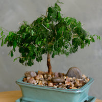Brazilian Rain Tree, Bonsai Tree, Bonsai, Potted Bonsai, Potted Brazilian Rain Tree, Rain Tree, Raintree, Brazilian Rain Tree, Brazilian Raintree, Styled Bonsai