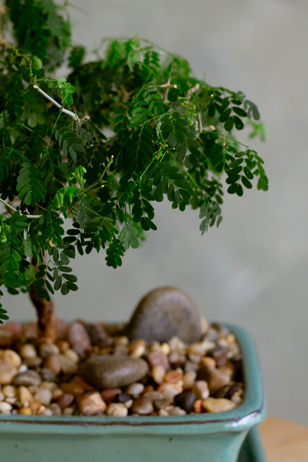 Brazilian Rain Tree, Bonsai Tree, Bonsai, Potted Bonsai, Potted Brazilian Rain Tree, Rain Tree, Raintree, Brazilian Rain Tree, Brazilian Raintree, Styled Bonsai