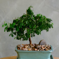 Brazilian Rain Tree, Bonsai Tree, Bonsai, Potted Bonsai, Potted Brazilian Rain Tree, Rain Tree, Raintree, Brazilian Rain Tree, Brazilian Raintree, Styled Bonsai