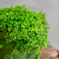 Peacock Moss, Selaginella Uncinata, Club Moss, Potted Moss, Live Moss, Living Moss, Moss, Planted Moss, Spike Moss, Houseplant, Green