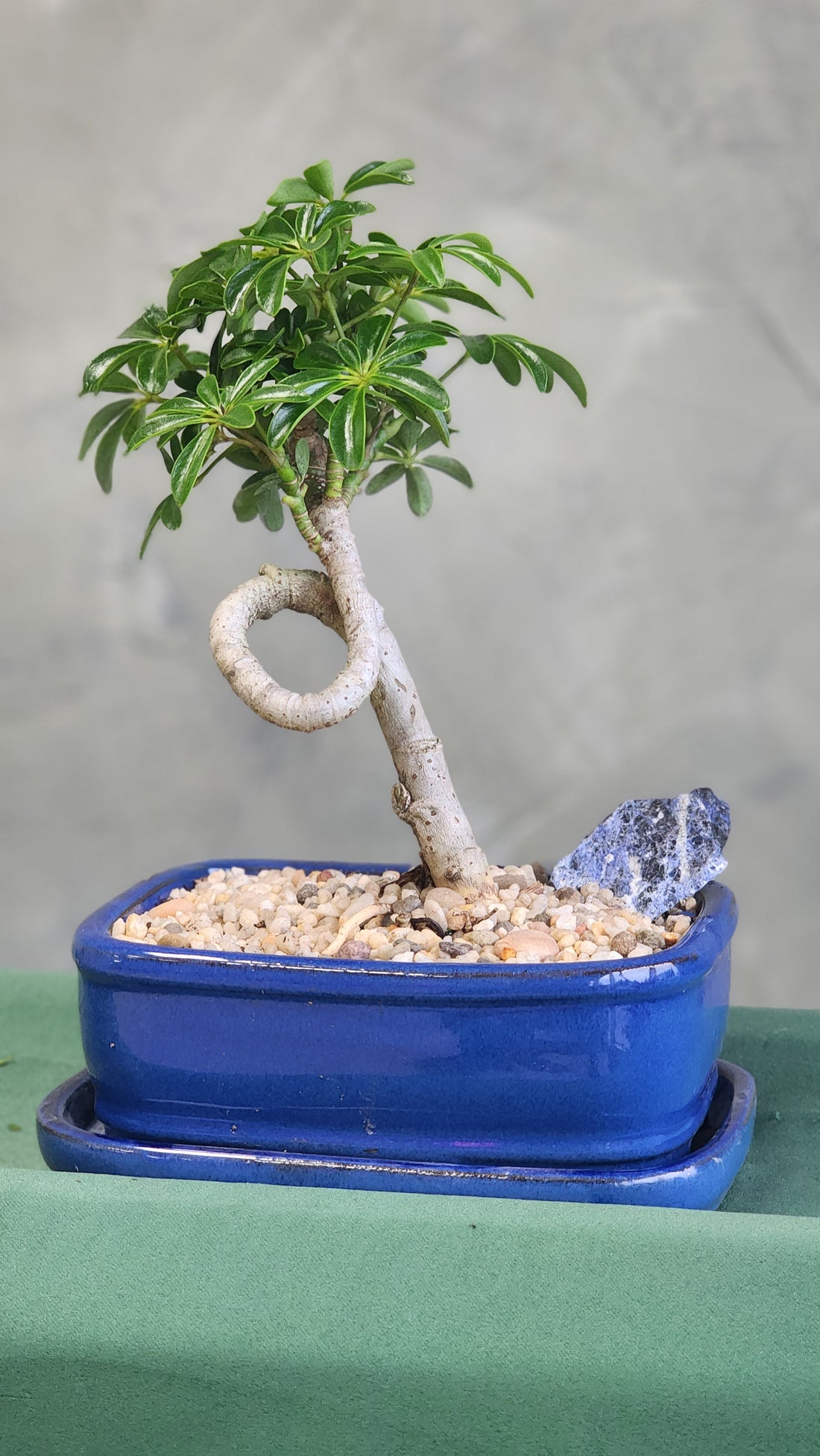 Dwarf Umbrella Tree