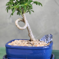 Dwarf Umbrella Tree